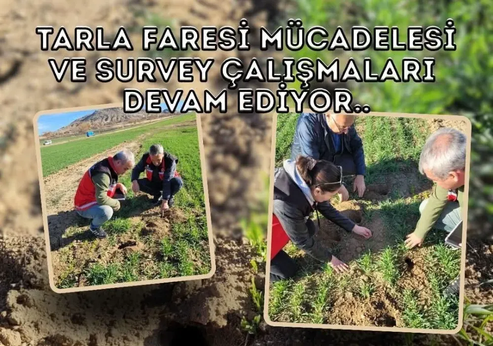 Tarla faresine riskine karşı, ekipler sahaya indi